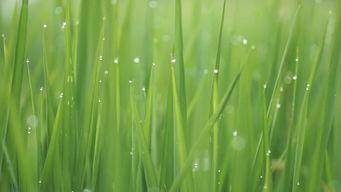 清清草视频,探寻自然之美，感受生命之韵